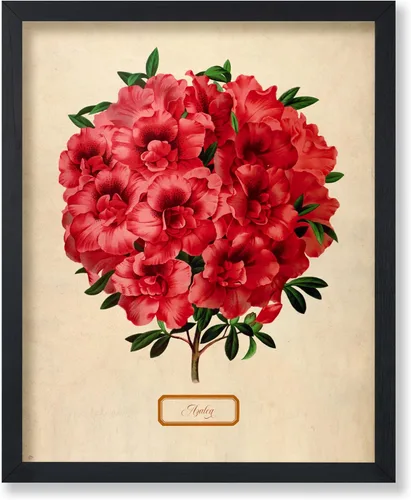 Miniatura 59 de Poster Master Póster Vintage de Plantas Cultivadas - Impresión Botánica Retro - Arte de Flores - Arte de Plantas - Regalo para Hombres y Mujeres