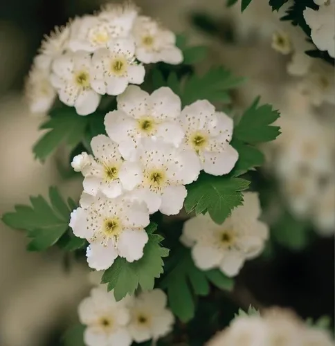 Miniatura 5 de Crataegus vulsa (Alabama Hawthorn) Semillas de arbustos, hermosas flores blancas, impresionante exhibición de otoño, semillas de MySeeds.Co, elige