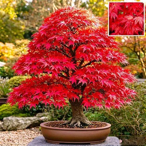 25 semillas de arce rojo para plantar, semillas de árbol de arce reliquia, ideales para paisajismo y bonsái