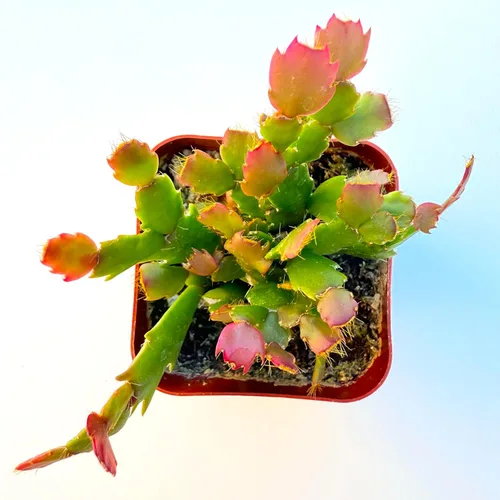 Miniatura 13 de Plantas suculentas vivas, variedades variadas en dos tamaños de maceta, plantas de fácil cuidado para interiores y exteriores, GNEM