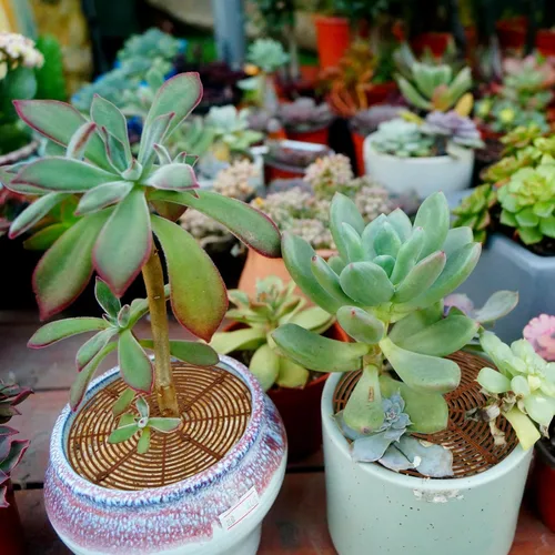 Miniatura 6 de Hushee 12 piezas de rejilla de primavera de 11.8 pulgadas con recorte central, cubierta de plástico para macetas con 8 estacas protectoras