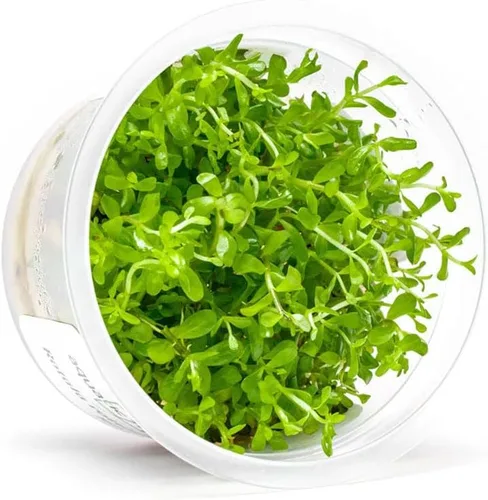 Miniatura 39 de Planta viva SubstrateSource - Hierba enana Eleocharis Belem cultivada en tejidos acuáticos para acuario - 100% libre de caracoles en copa in vitro