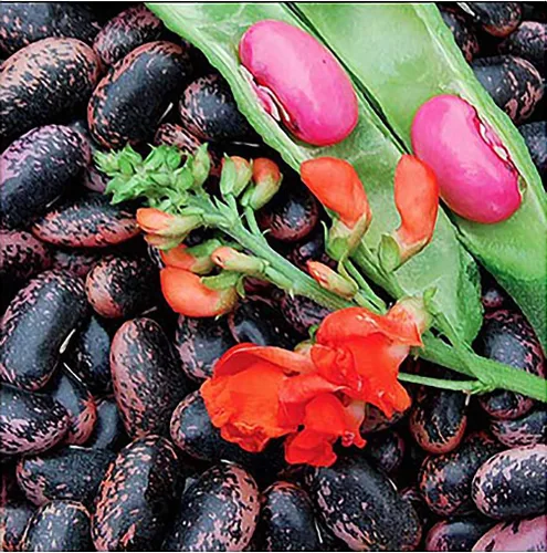 Heirloom - Semillas de frijol escarlata corredor - 20 semillas de frijol grandes sin OMG - Marde Ross & Company ®
