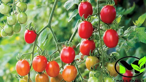 Miniatura 2 de Tomate Cherry - SUPERSWEET 100-100 Semillas - Orgánico [Familia Mai]