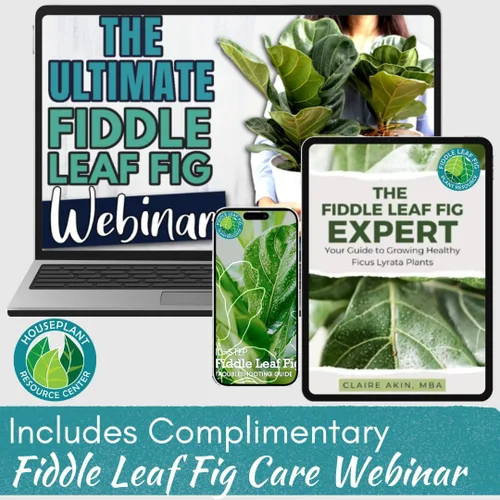 Miniatura 6 de Fiddle Leaf Fig Plant Food – Fertilizante líquido equilibrado NPK 3-1-2 para hojas más grandes, raíces más fuertes y crecimiento constante