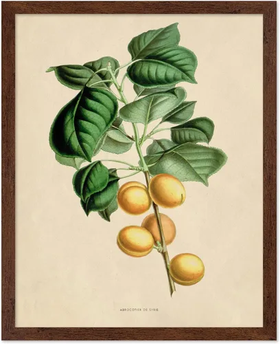 Miniatura 33 de Poster Master Póster Vintage de Plantas Cultivadas - Impresión Botánica Retro - Arte de Flores - Arte de Plantas - Regalo para Hombres y Mujeres