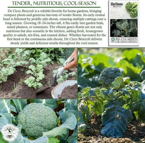 Miniatura 5 de De Cicco - Semillas de brócoli (Brassica oleracea), más de 300 semillas sin OMG y reliquias de Isla's Garden Seeds, reliquia italiana para cosechas