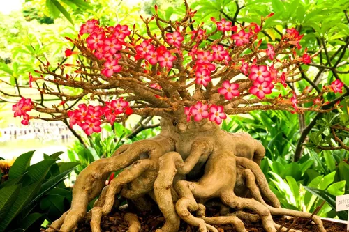 Semillas de rosa del desierto para cultivar | Paquete de 10 | Bonsái de floración multicolor muy apreciado | Adenium Obesum, 10 semillas para