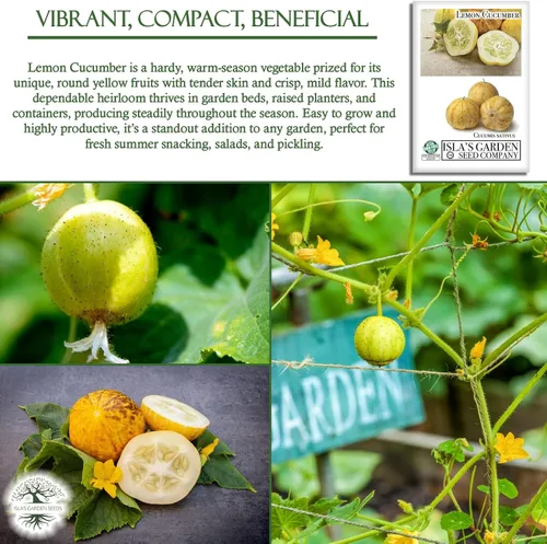 Miniatura 5 de Semillas de pepino de limón para plantar: más de 125 semillas sin OMG y reliquias, pepino amarillo redondo único, sabor crujiente y suave, por