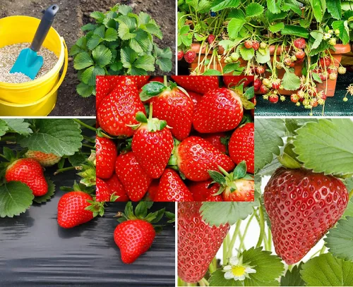 Más de 200 semillas de fresa roja trepadora para plantar, semillas de frutas de jardín Everbearing fáciles de cultivar - Se envía desde Iowa, EE. UU