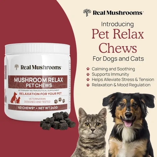Miniatura 5 de Real Mushrooms Reishi & Cordyceps para humanos y hongos masticables relajantes para mascotas, paquete para relajación, energía e inmunidad, vegano
