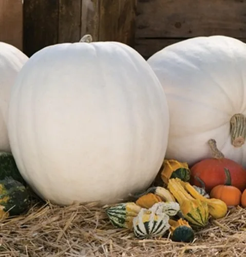 Miniatura 3 de TomorrowSeeds - Semillas de calabaza blanca Lumina - Más de 10 unidades - para plantar Halloween otoño tallado fantasma Casper oso polar Calabaza