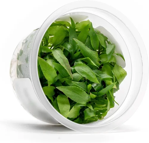 Miniatura 62 de Planta viva SubstrateSource - Hierba enana Eleocharis Belem cultivada en tejidos acuáticos para acuario - 100% libre de caracoles en copa in vitro