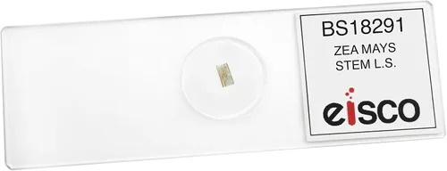 Miniatura 2 de 25PK Zea Mays Stem - Sección longitudinal - Diapositivas de microscopio preparadas - Paquete de aula, 25 diapositivas en caja de almacenamiento