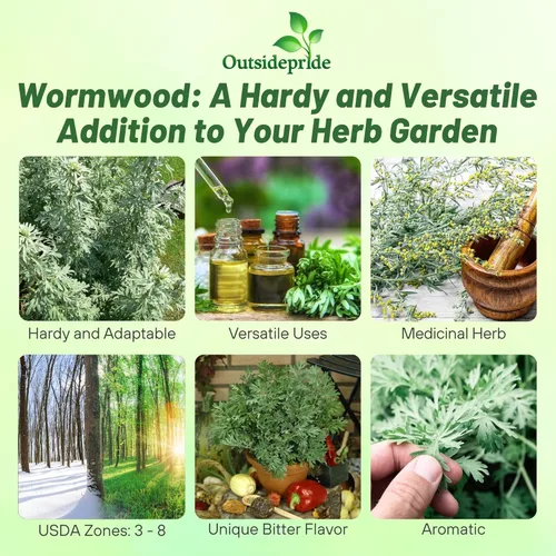 Miniatura 2 de Outsidepride Semillas de ajenjo - 5000 piezas. Perenne, fácil de cultivar y tolerantes a la sequía, semillas de hierbas para plantar aromáticas