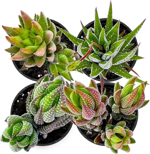 Miniatura 2 de Plantas suculentas (paquete de 4), suculentas vivas totalmente enraizadas en macetas de cultivo de 2 pulgadas, planta de casa única en maceta