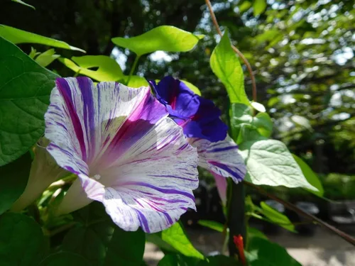 Miniatura 4 de 50+ Semillas Morning Glory Arlequin - Mezcla de flores