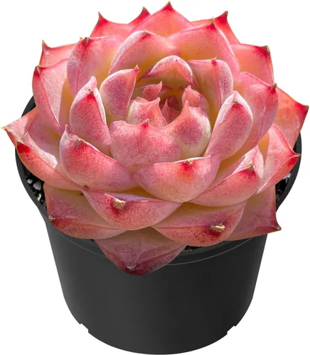 Miniatura 5 de Sprout N Green Echeveria 'Pink Tips', Mini planta suculenta viva totalmente arraigada en maceta de 2 pulgadas, planta de interior para interiores