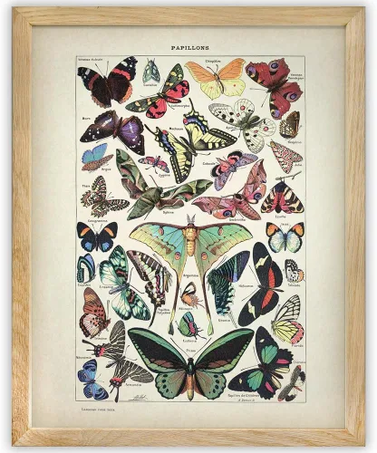 Papillons de mariposas - Impresión enmarcada de 11 x 14 pulgadas, impresión educativa vintage para sala de ciencias, impresión de habitación