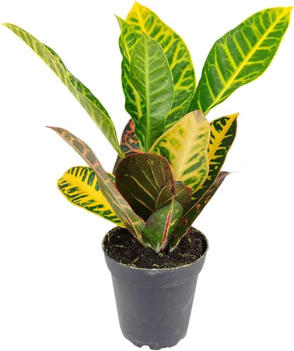 Miniatura 5 de Aloe Vera (9-13 pulgadas de alto en maceta de cultivo de 4 pulgadas) – Planta de interior purificadora de aire y viva saludable – Planta