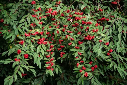 Miniatura 2 de Semillas de saúco rojo – 50 semillas para plantar – Sambucus racemosa – Semillas sin OMG, cultivadas y enviadas desde Iowa. Fabricado en Estados