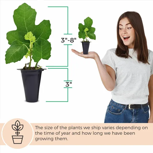 Miniatura 5 de Higuera Black Mission Viva en Venta (Paquete de 4) Plantas Fáciles de Cultivar Planta de Fruta Comestible para Vida Sostenible Cultiva tu