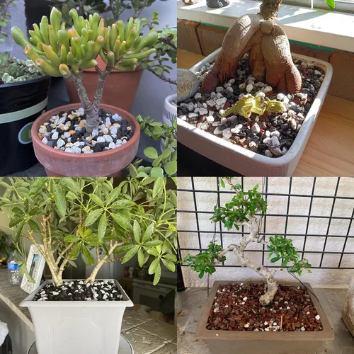 Miniatura 8 de Piedra pómez hortícola para plantas tamizada profesional (12 cuartos de galón, 1/2 pulgada)
