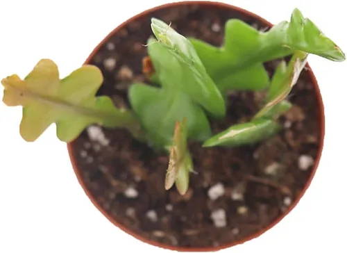 Miniatura 2 de Fishbone Cactus - Maceta de cultivo de 2.5 pulgadas de California Tropicals