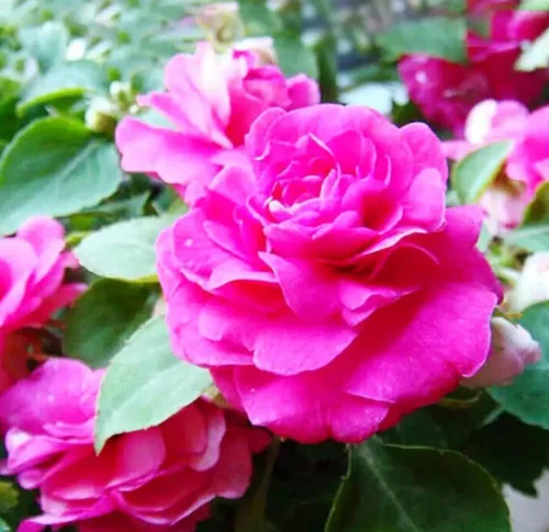 Miniatura 2 de 100PCS Semillas dobles Camelia Impatiens Color mezclado Impatiens Balsamina Semillas