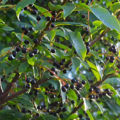 Miniatura 4 de Cerezo Negro Europeo Semillas Premium Prunus padus 'Summer' Plants'® (Premium Seeds, 10)