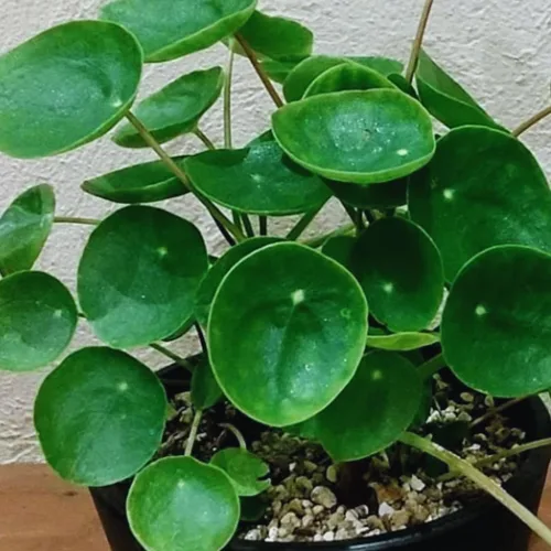 Miniatura 3 de Planta de árbol de dinero para interiores, de 5 a 7 pulgadas de altura, Pilea Peperomioides Live, plantas de interior vivas para plantar y cultivar