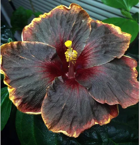 Miniatura 3 de 20 semillas raras de hibisco negro, rosa, morado, "arco iris negro", flores gigantes, semillas tropicales, semillas de hibisco para plantas en maceta