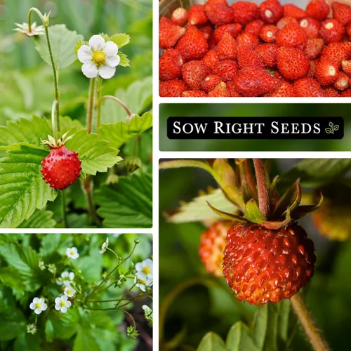 Miniatura 4 de Sow Right Seeds - Semillas de fresa Regina Alpine para plantar - Paquete de reliquia sin OMG con instrucciones para plantar y cultivar un huerto