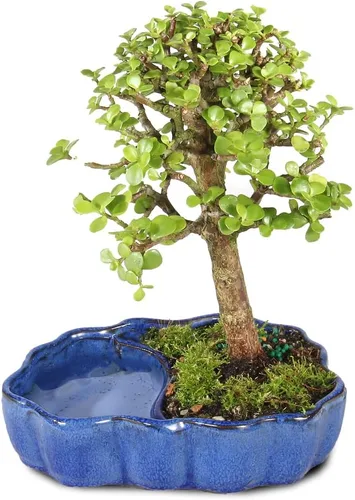 Árbol de bonsái enano vivo de jade de Brussel's Bonsai, para interior - Pequeño, 3 años de edad, de 5 a 8 pulgadas de alto - Árbol de jade en maceta