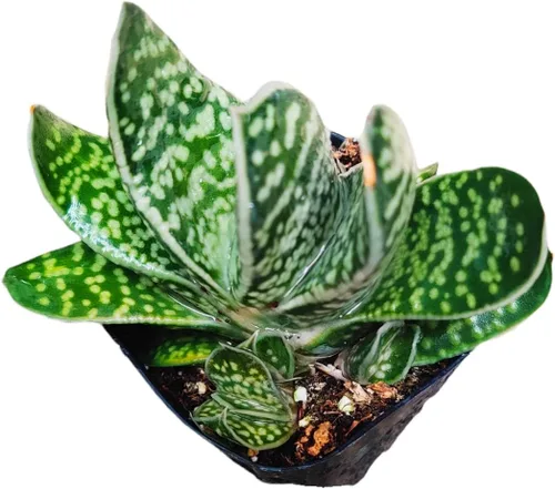 Miniatura 9 de Plantas suculentas de cactus vivos de USKC (maceta de 2 pulgadas Echeveria Blue Bird)