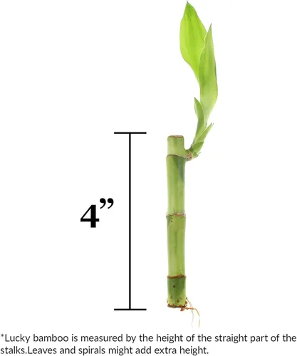 Miniatura 3 de Tallo individual de bambú de la suerte vivo de 4 pulgadas con maceta cuadrada roja, planta de interior para buena suerte, fortuna, Feng Shui