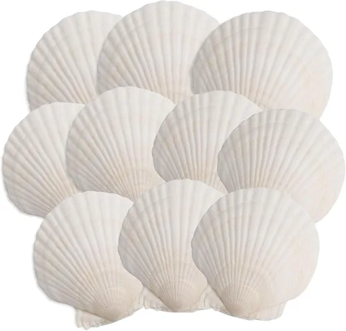 10 conchas de vieiras, conchas marinas blancas de 4 a 5 pulgadas, para manualidades, pintura, fiestas temáticas oceánicas y decoración del hogar.
