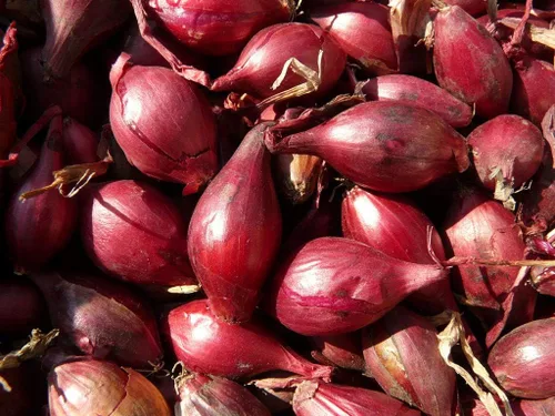 Miniatura 3 de Semillas de cebolla de chalota roja vegetal sin OMG para plantar