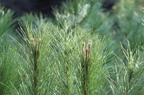 Miniatura 8 de 5 Pine Nut Italian Stone Pine Pinus Pinea Umbrella Evergreen Conifer Tree Seeds