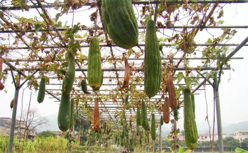 Miniatura 2 de TomorrowSeeds - Esponja Luffa semillas de calabaza - Más de 20 unidades - para plantar 2025 Plato de cocina liso Trapo ancho de pepino polinizado