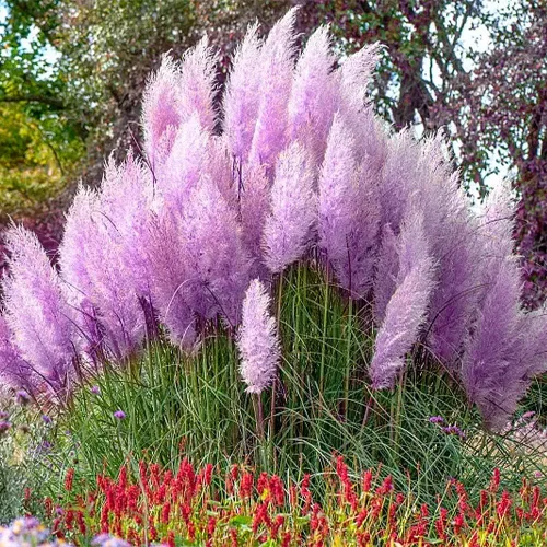 Miniatura 6 de 1000+ semillas mixtas de hierba de las Pampas Cortaderia Selloana para plantar, semillas de plantas ornamentales, decoración de jardín, flores altas