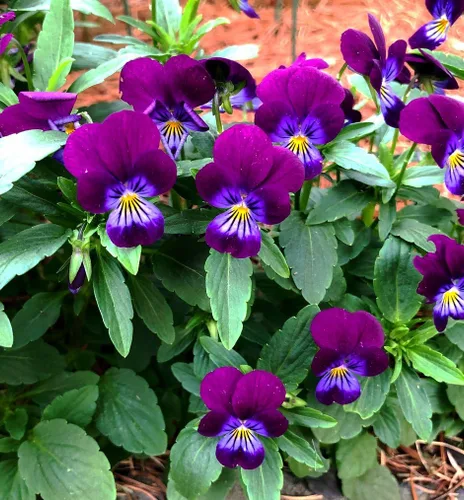 250 semillas de flor de viola 'King Henry' Viola cornuta, flor colorida, semillas de reliquia sin OMG, anuales resistentes, tiernas y perennes