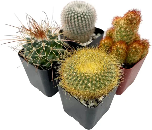 Miniatura 6 de Fatplants - Mini plantas de cactus vivas (paquete de 4), plantas de cactus de interior, plantas de cactus vivos, decoración de cactus vivos, plantas