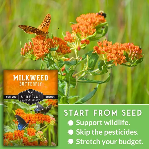 Miniatura 4 de Semillas de algodoncillo de mariposa para plantar, reliquia Asclepias Tuberosa, flores naranjas nativas para mariposas monarca y jardines