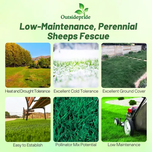 Outsidepride Semillas de césped de festuca fina de ovejas – 5 libras. Perenne tolerante al calor y a la sequía, verde denso, césped resistente al