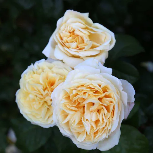 Miniatura 8 de Rosas de té híbridas de reliquia, planta de raíz propia viva para jardín al aire libre, Moonlight Romantica®, muy fragantes, zonas de rusticidad
