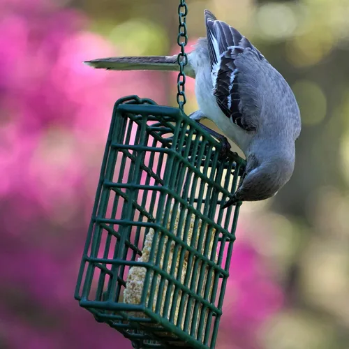 Miniatura 5 de MEKKAPRO Suet - Comedero para pájaros salvajes con cadena de metal colgante, doble delight con cadena de metal, doble capacidad, resistente a