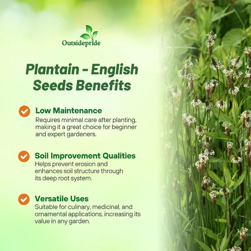Miniatura 3 de Outsidepride Semillas de plátano inglés para plantar: 5,000 piezas de semillas de hierbas perennes, fáciles de cultivar para usos culinarios