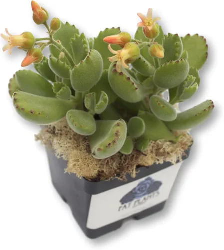 Fat Plants San Diego Plantas suculentas totalmente enraizadas en macetas de 4 pulgadas con tierra, suculentas reales en maceta/decoración única de