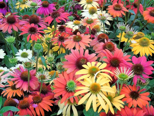 25 semillas de flor de hierba blanca y naranja rojo amarillo púrpura rosa blanco